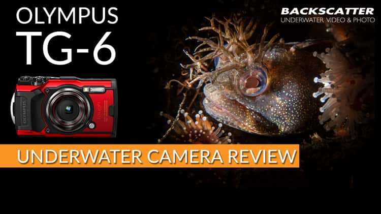 Olympus TG-6 Underwater Camera Review