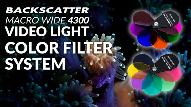 Backscatter Macro Wide 4300 Video Light MW-4300 | Color Filter System Underwater Test Footage