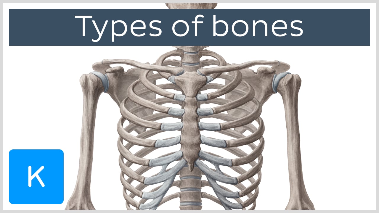 bones of the body diagram