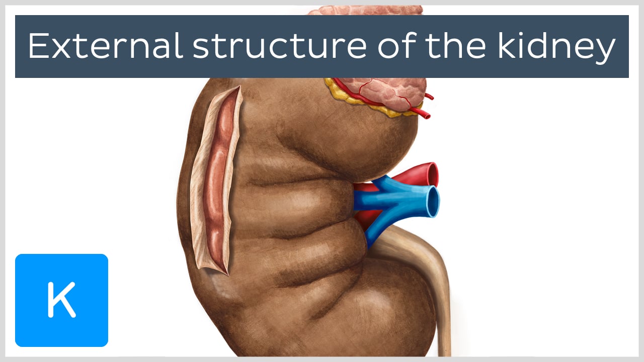 Renal fascia anatomy