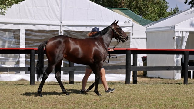 Lot 171