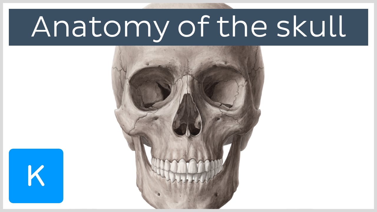 skeletal system skull diagram