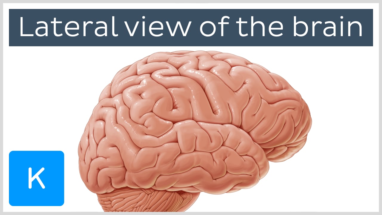 brain lateral view left