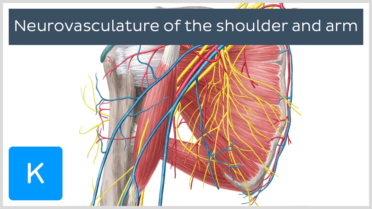 regions of the arm