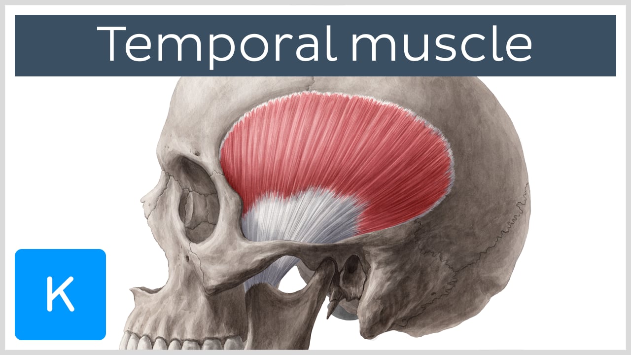 temporalis muscle dog