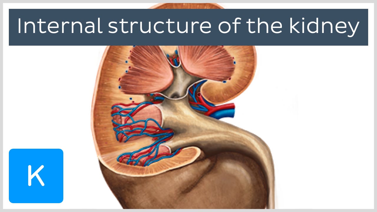 structure of kidney