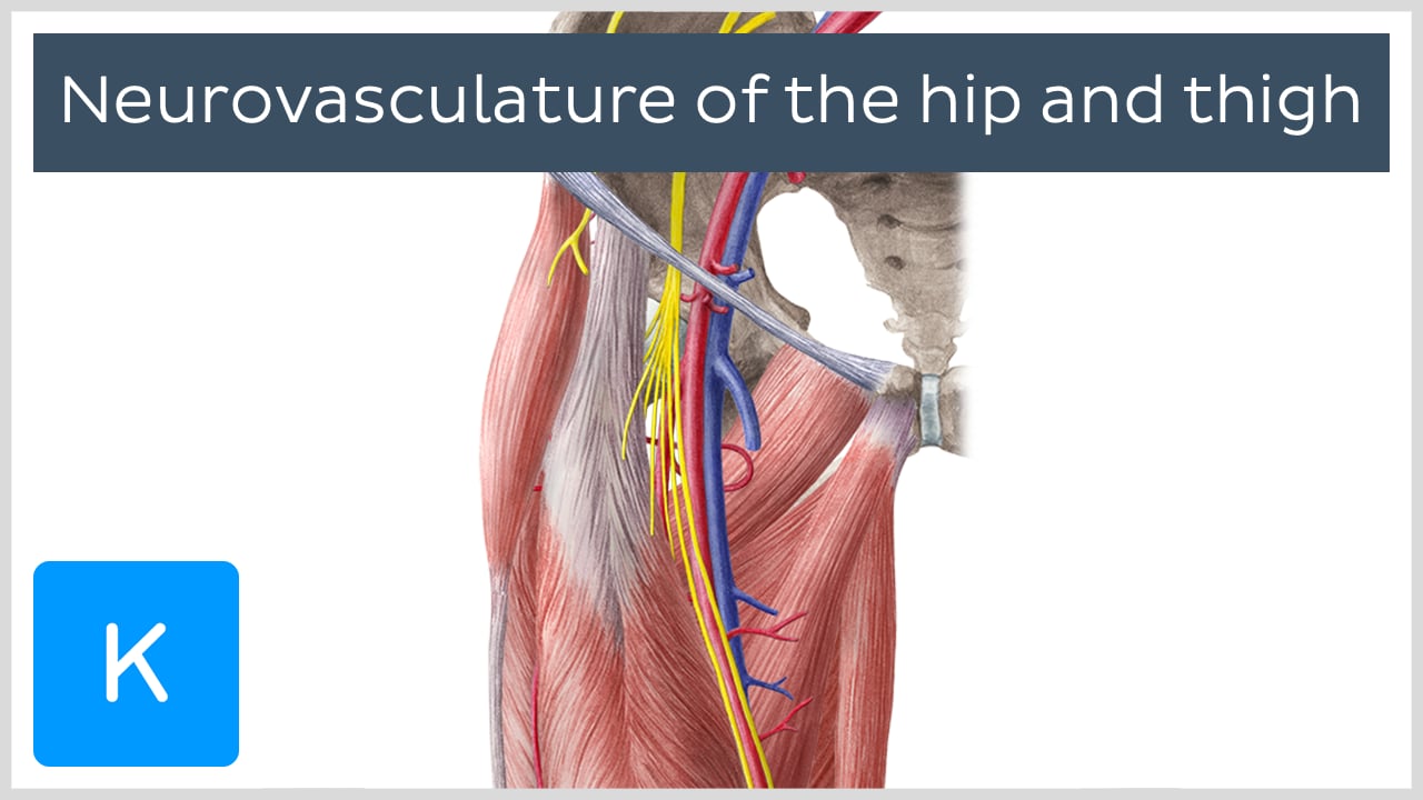 lateral femoral cutaneous nerve dermatome