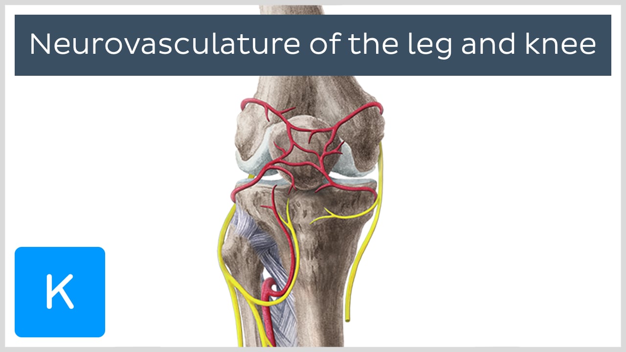 anterior tibial artery cadaver