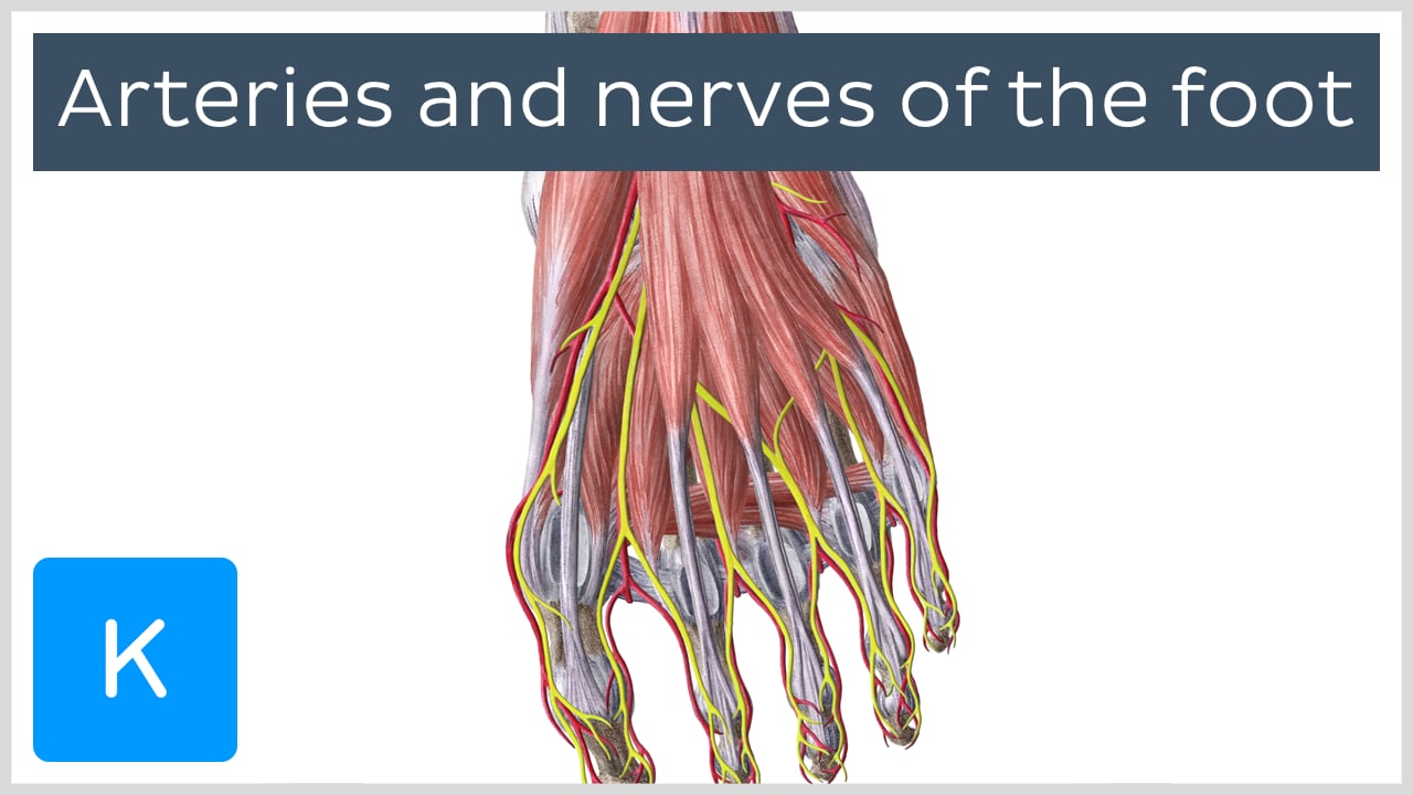 peroneal artery foot