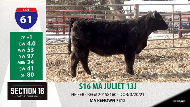 Lot #61 - S16 MA JULIENT 13J