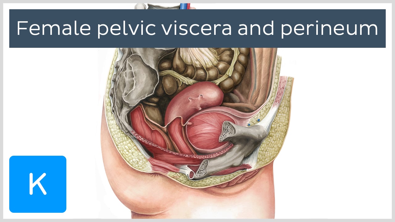 Rephe Xxx Video - Homology of the male and female genitalia: Anatomy | Kenhub