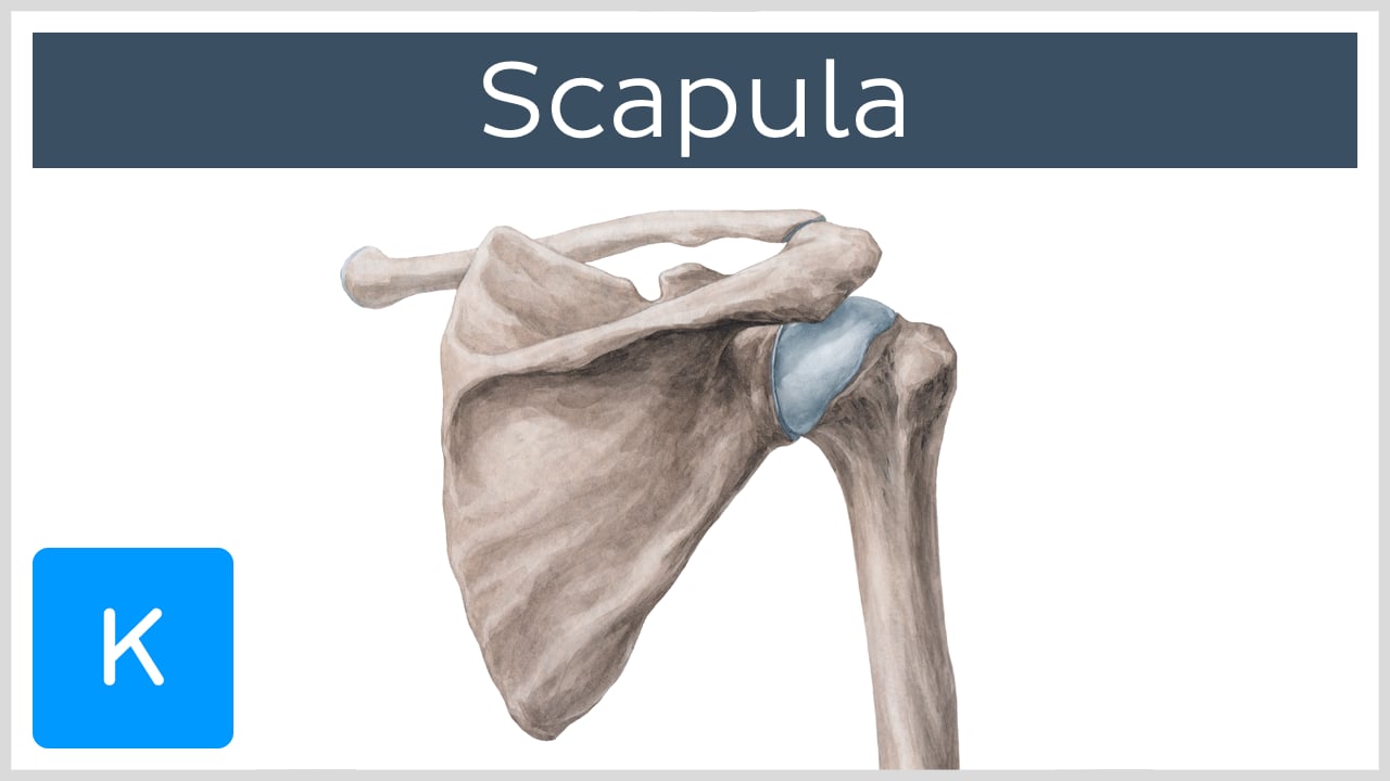 Scapula Diagram Labeled