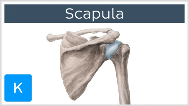 scapula lateral