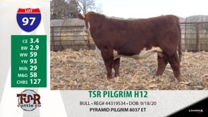 Lot #97 - TSR PILGRIM H12