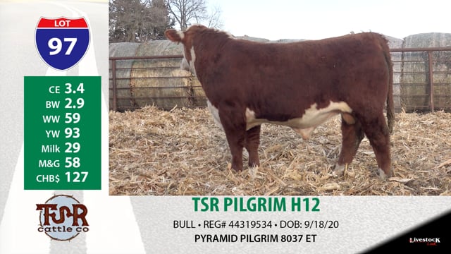 Lot #97 - TSR PILGRIM H12