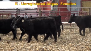 Lot #E - Unregistered Angus Heifers