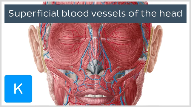 facial artery netter
