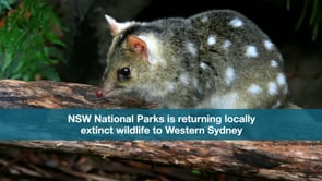 DPIE_Shanes Park.mp4