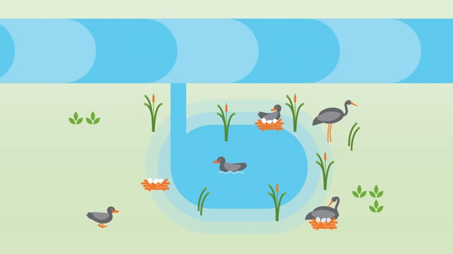 Gwydir_3_ColonialWaterbirdBreeding