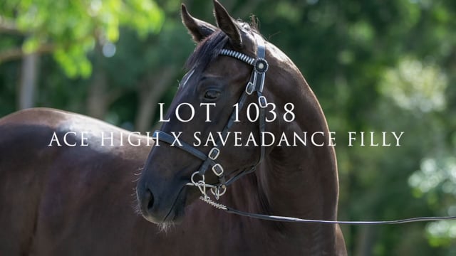 Lot 1038