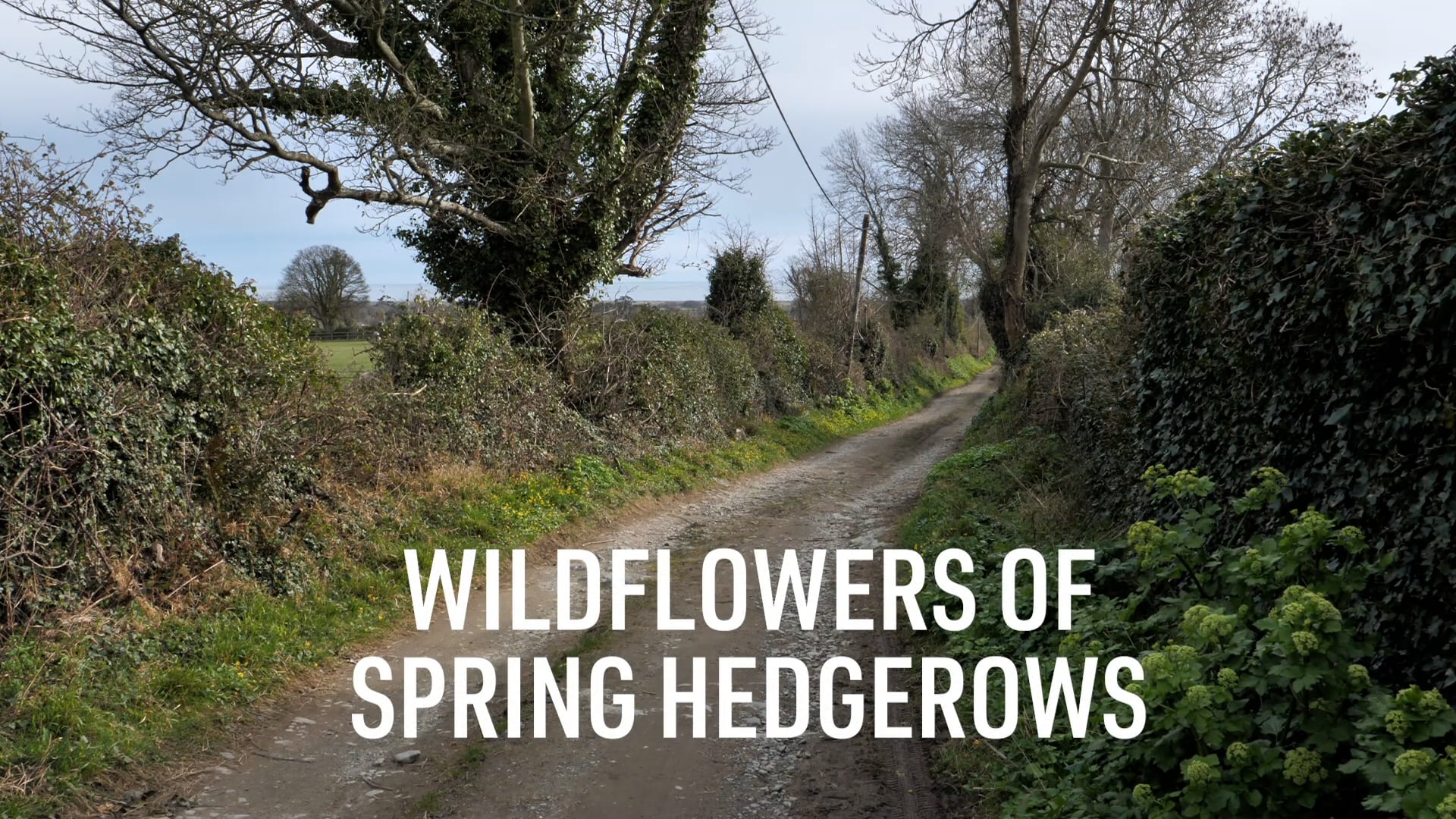 5 in FIVE: Wildflowers of Spring Hedgerows on Vimeo