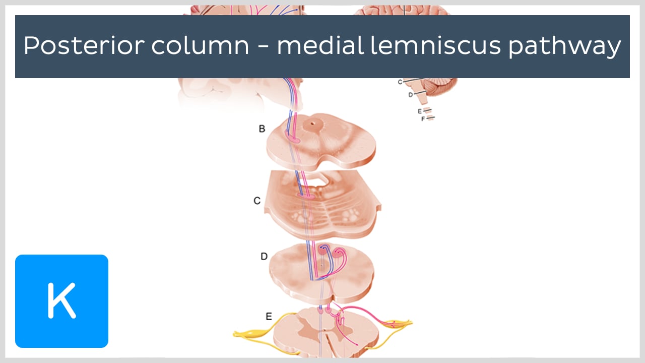 medial lemniscus spinal cord
