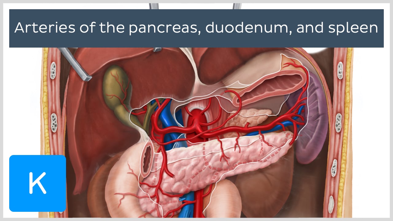 Pancreas Anatomy Uncinate   1387339996 82c389c2203f83d222a82d67e3f7ca6a5f38d250abe0f2216725b66b60adfbd5 D 1280x720