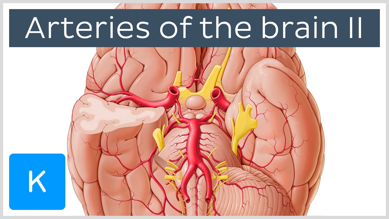 brain inferior view circle of willis