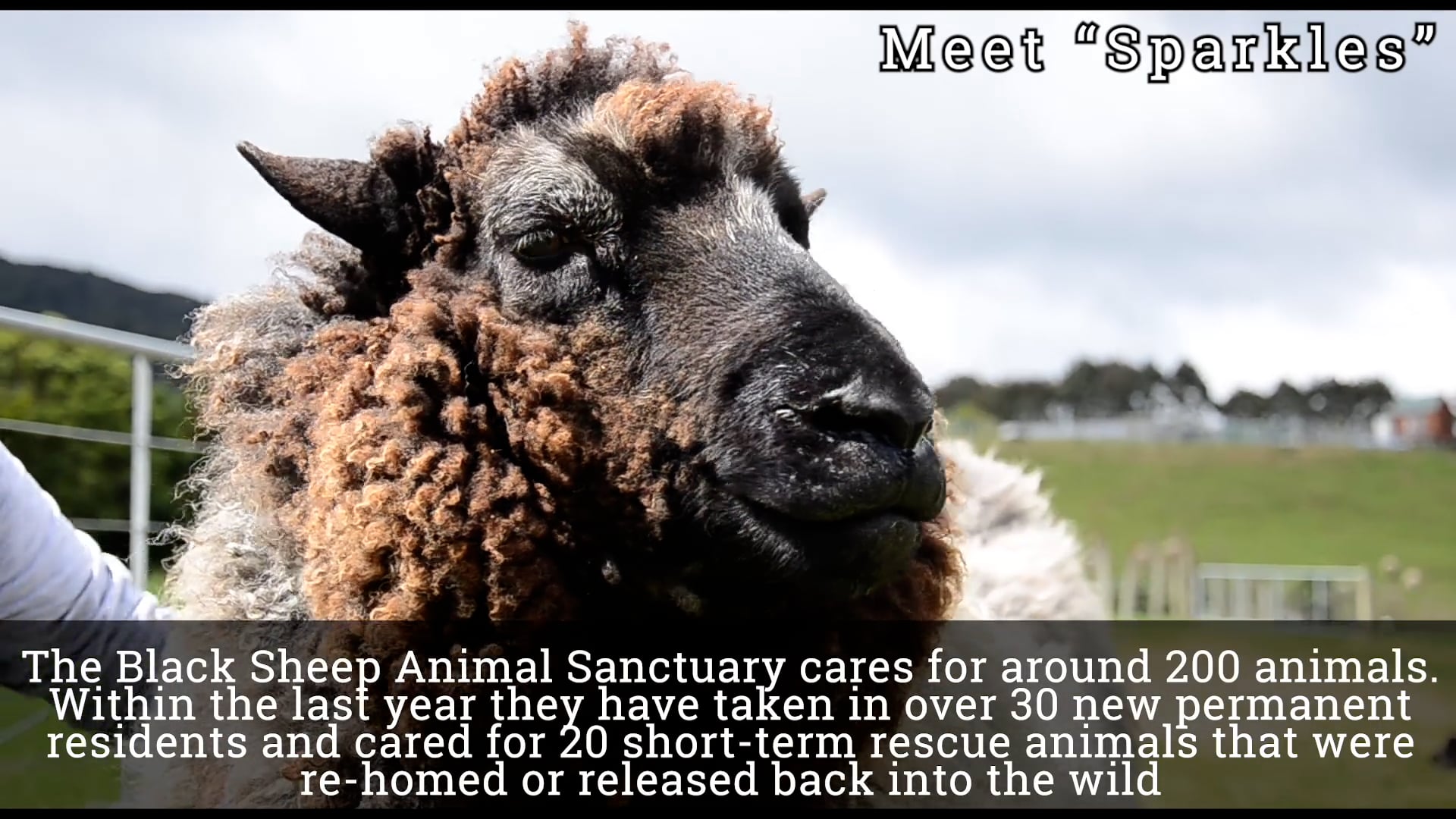 Black Sheep Animal Sanctuary