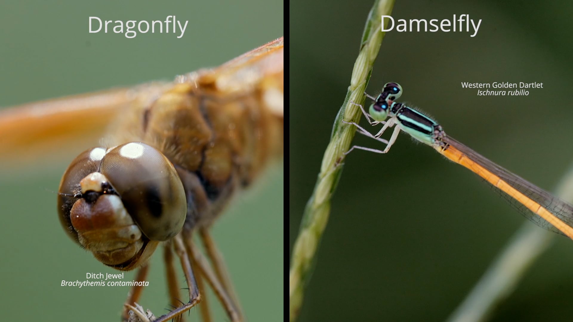 DragonFly Life - WWF India