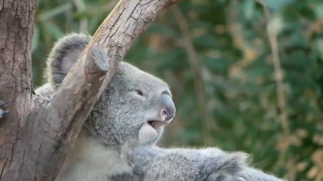 5+ Free Koala & Koala Bear Videos, HD & 4K Clips - Pixabay