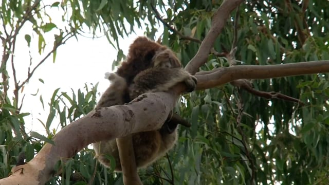 5+ Free Koala & Koala Bear Videos, HD & 4K Clips - Pixabay 5+ Free Koala & Koala Bear Videos, HD & 4K Clips - Pixabay
