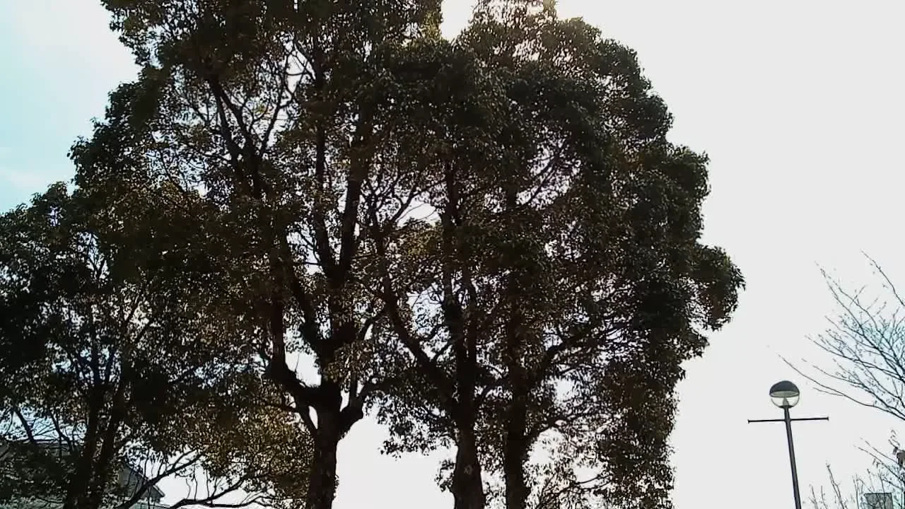 61Ren - 木と影と川