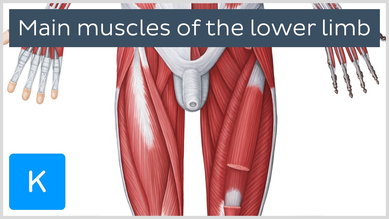 Lower Limb Diagram