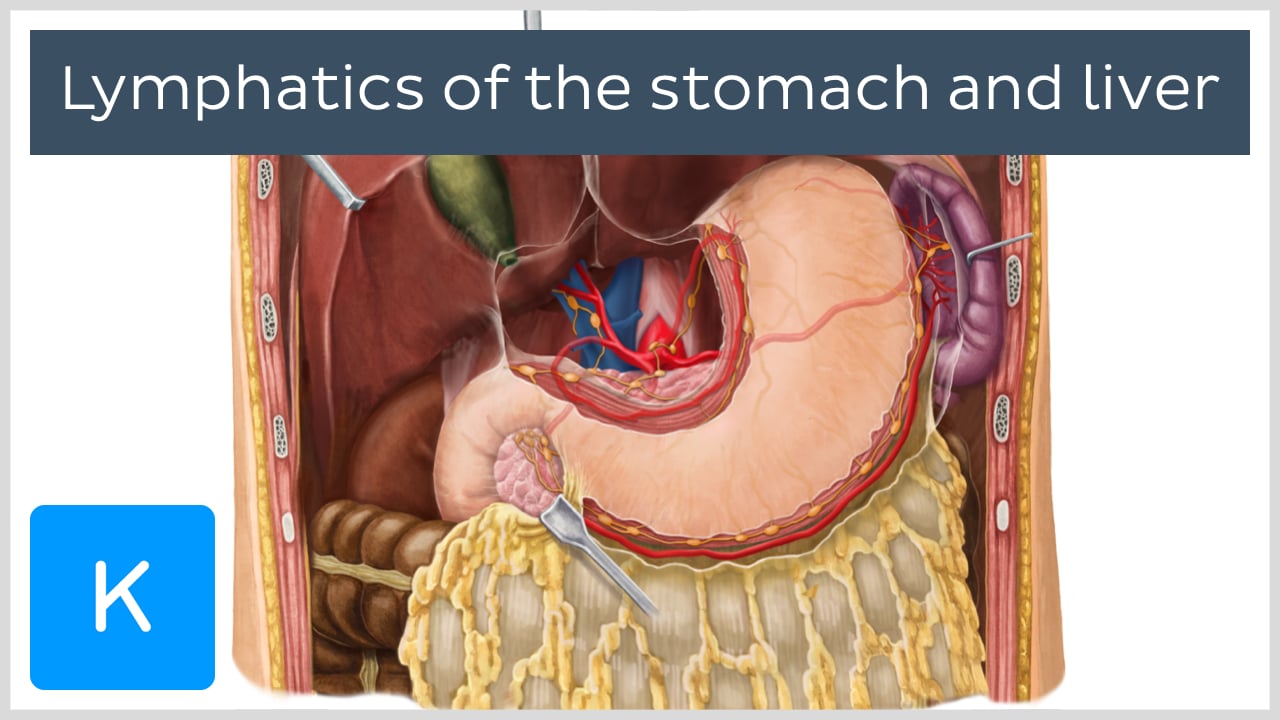 lymphatic drainage of liver