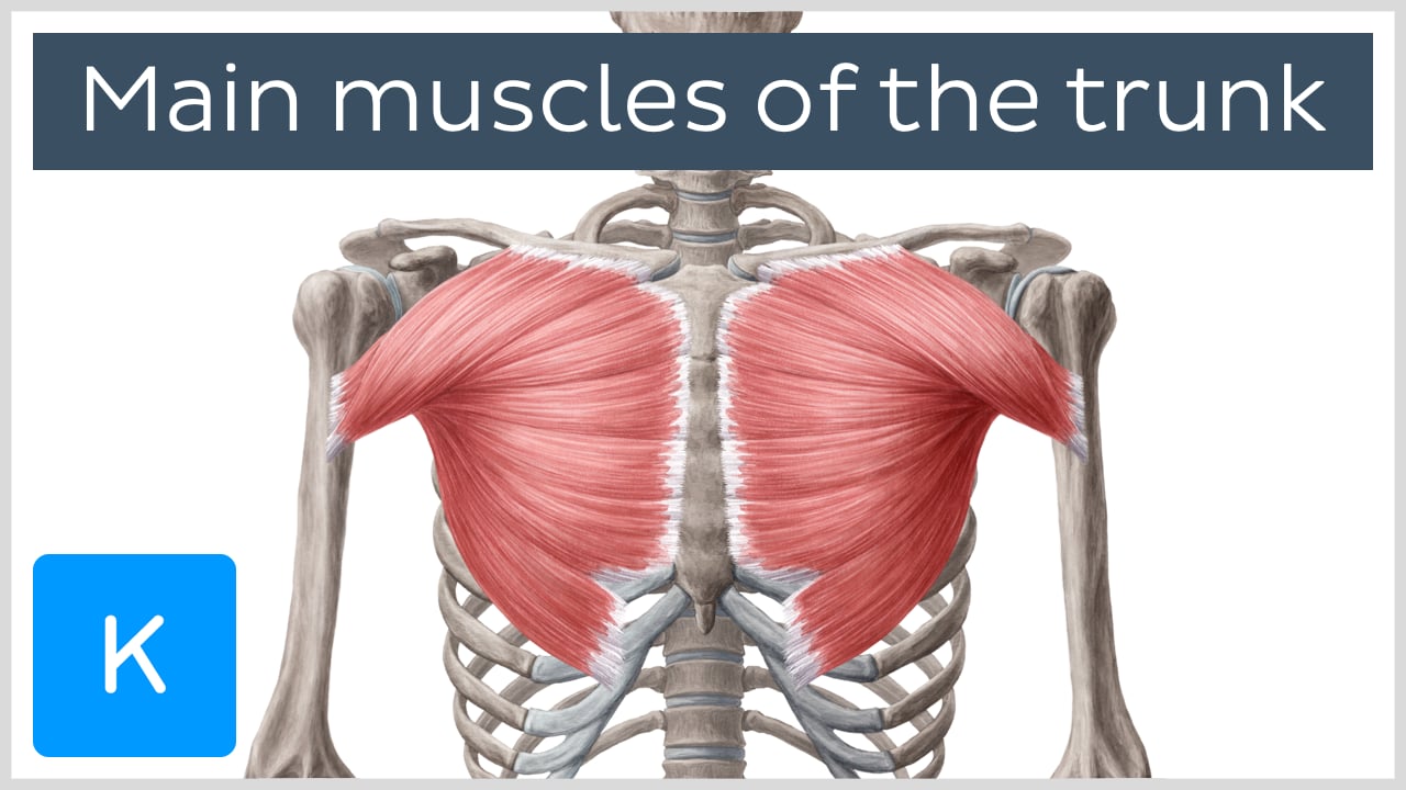 core muscles anatomy