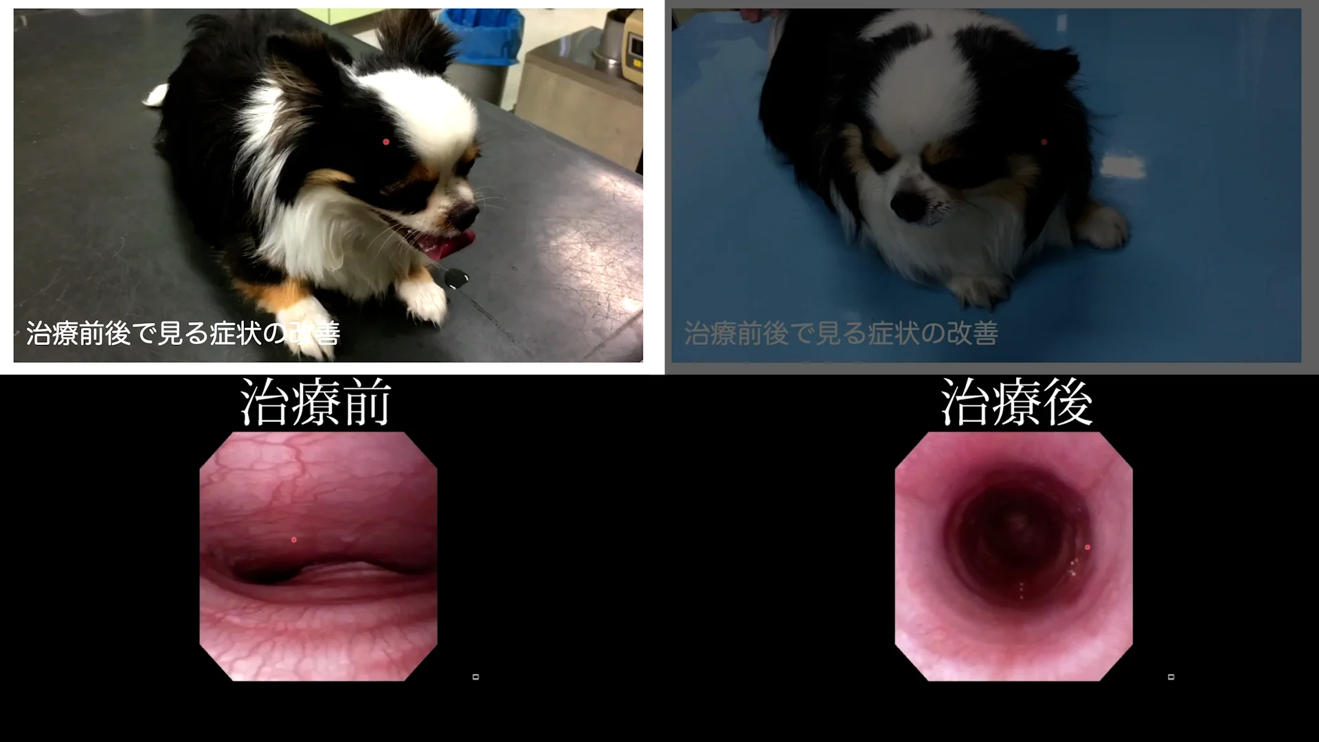 治療成績世界トップクラス Dr.末松の気管虚脱診療プログラム 治療成績世界トップクラス Dr.末松の気管虚脱診療プログラム