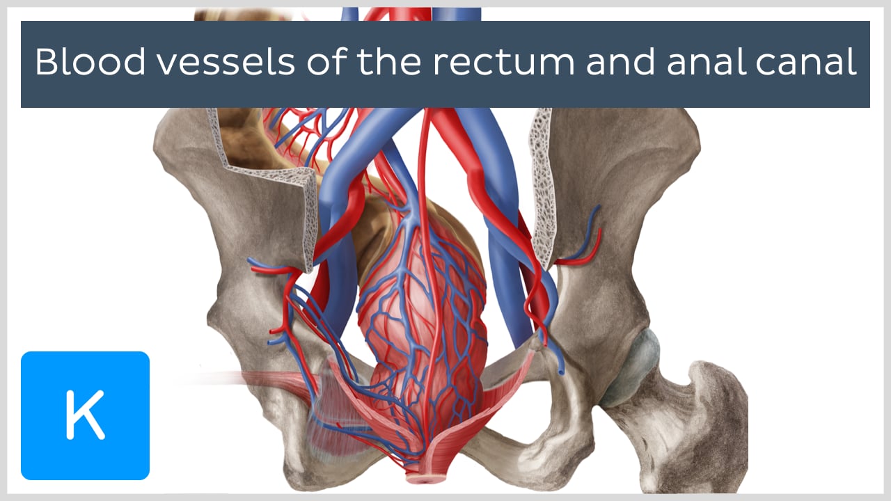 Median sacral artery. Anatomy, branches, supply | Kenhub
