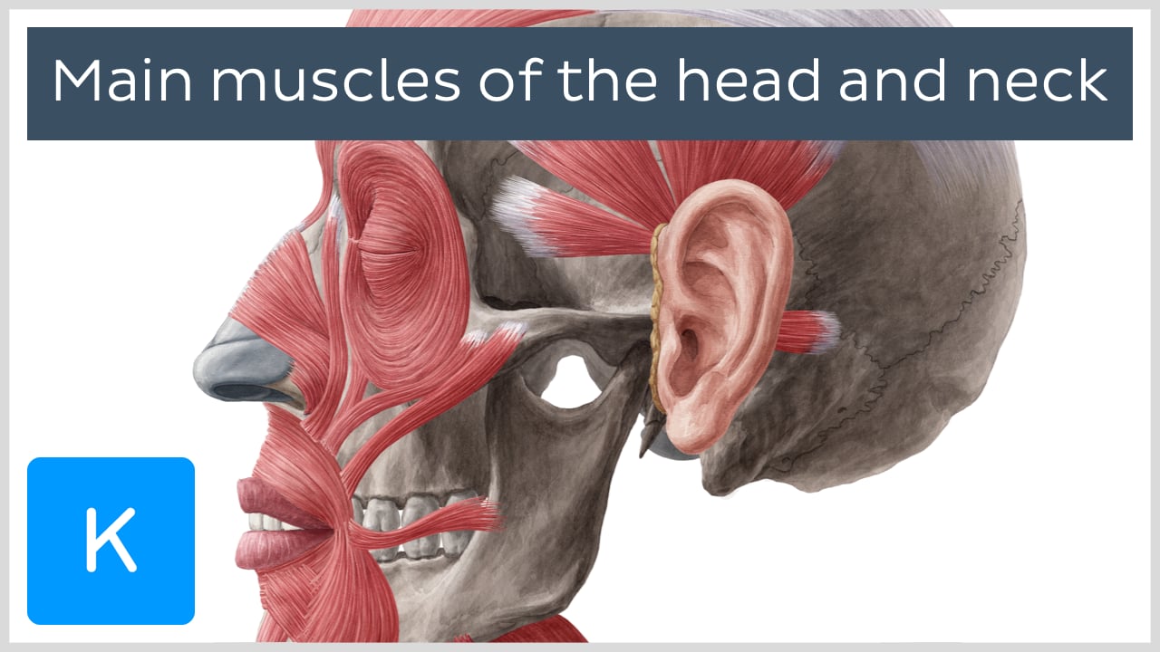 Neck Muscles Anatomy List Origins Insertions Action Kenhub