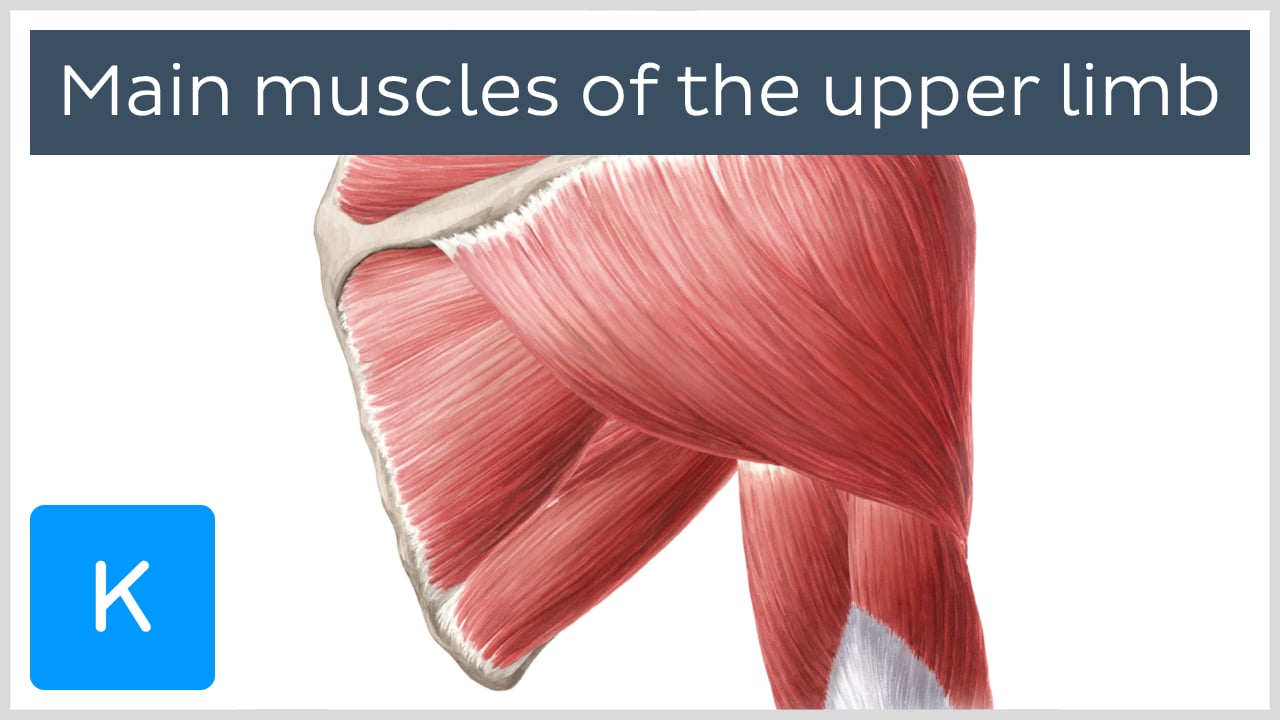 upper limb muscle diagram