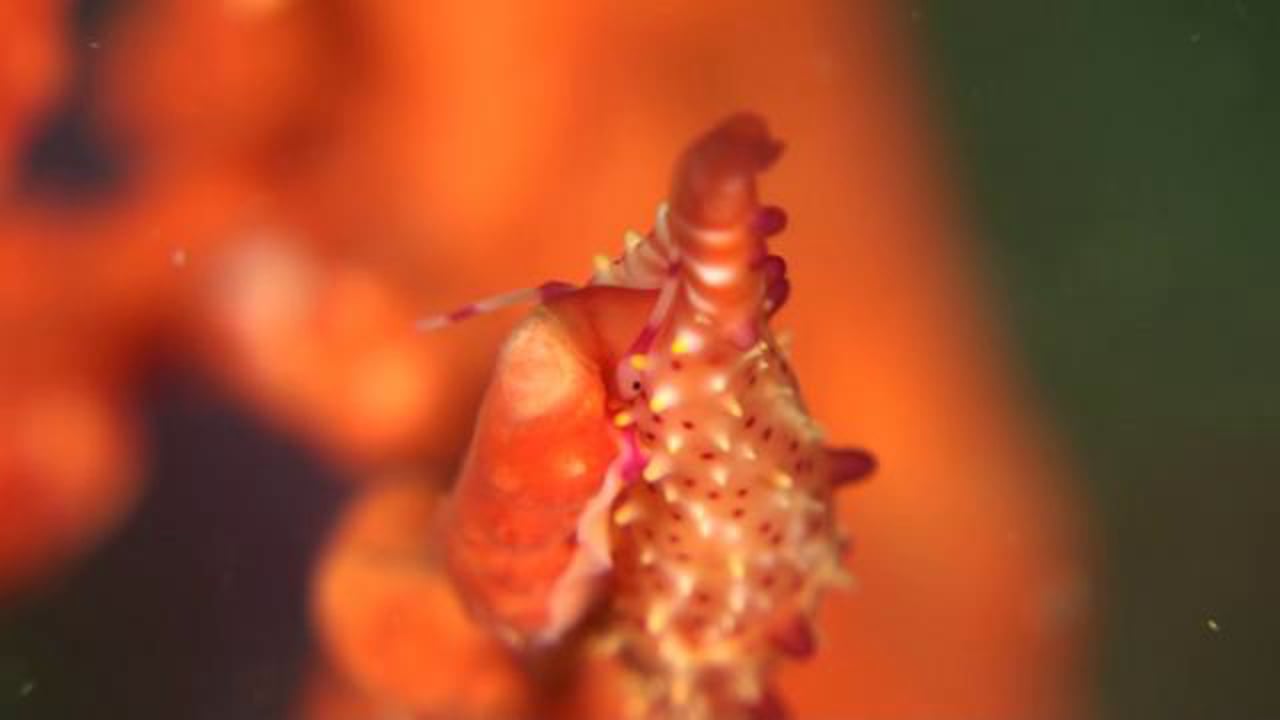 Spindle Cowrie - Phenacovolva tokioi