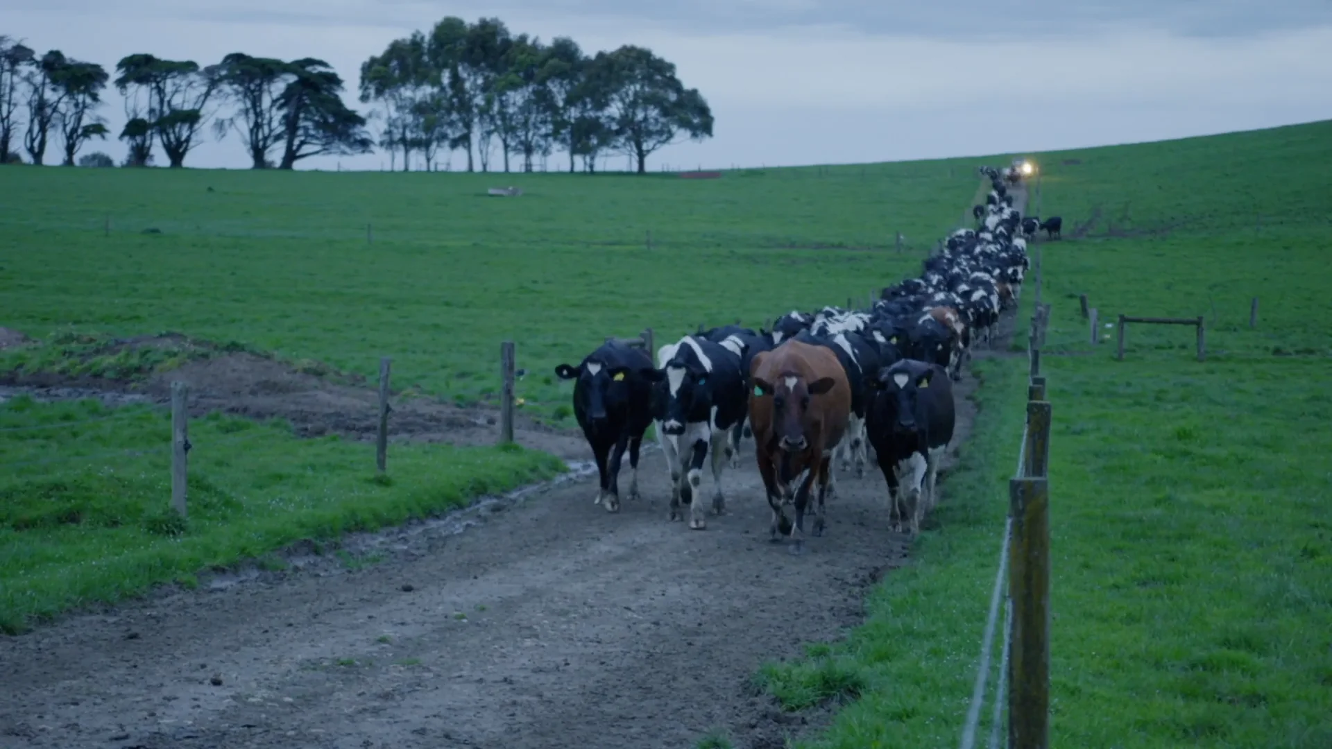 South Gippsland Dairy colostrum goes from paddock to plate