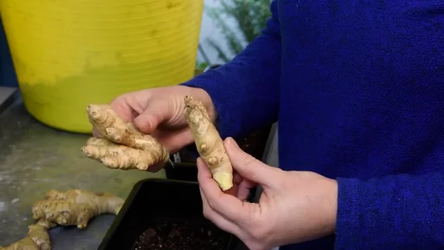 Growing Ginger