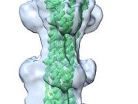 Newswise:Video Embedded new-3d-atomistic-imagery-created-of-sars-cov-2-shows-how-virus-uses-spike-protein-to-fuse-with-and-infect-human-cells