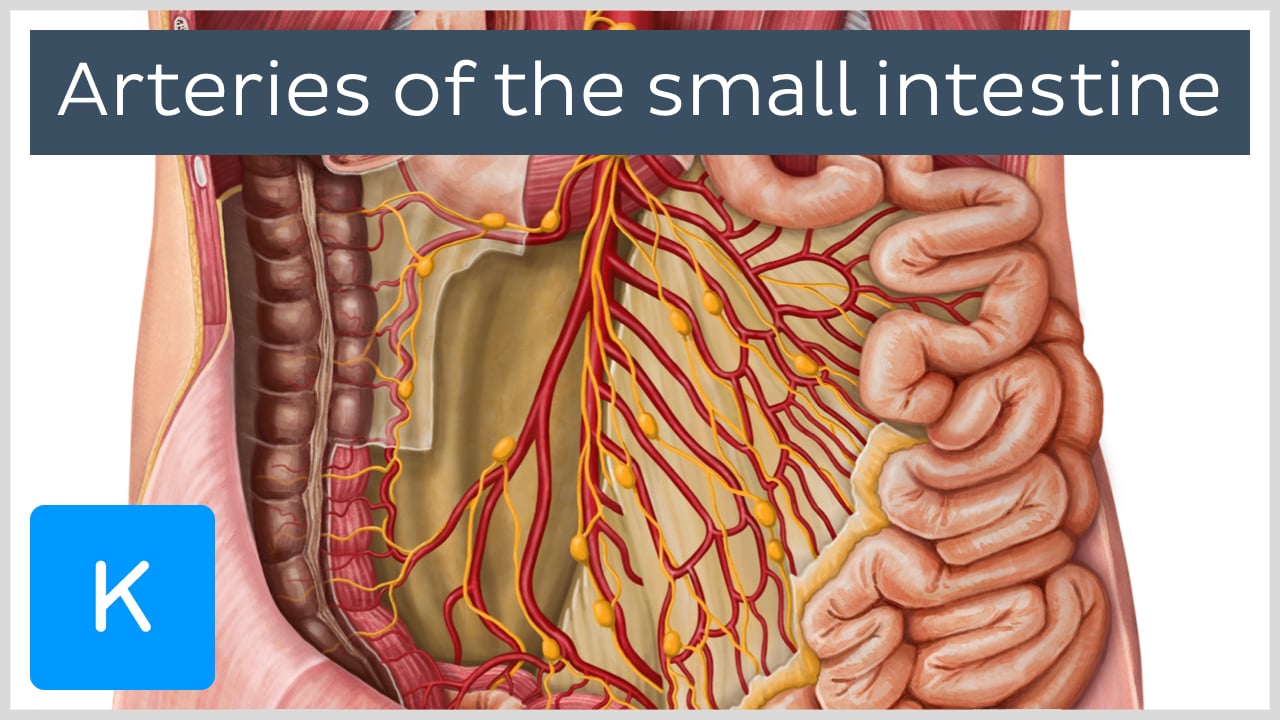 small intestine diagram anatomy