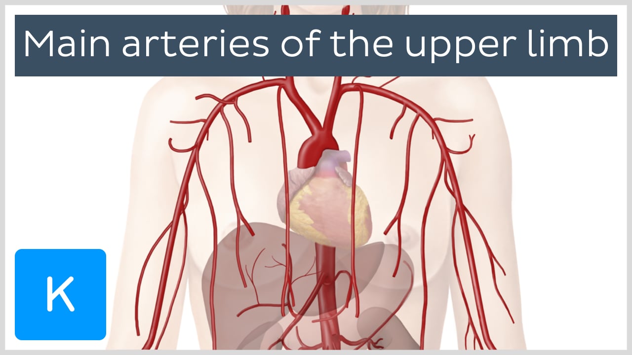 blood vessels of the upper body