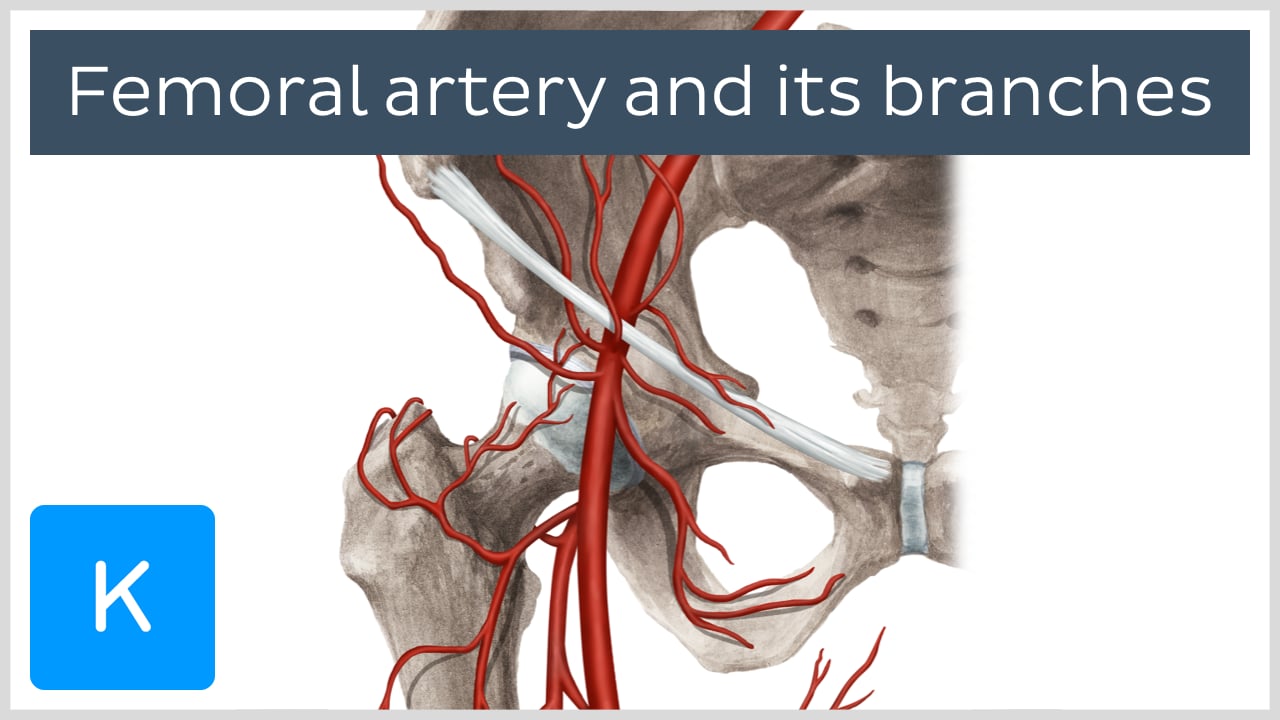 where is the femoral artery