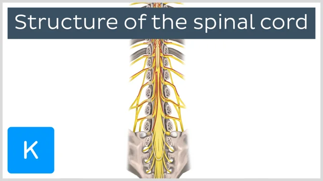 linea splendens spinal cord