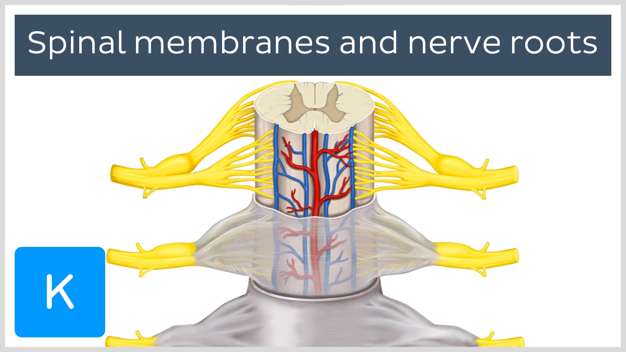 Anatomypancreas Cervical Spinal Nerves