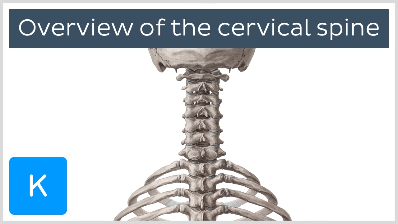 cervical region muscles